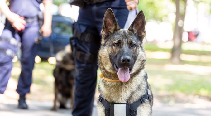 police dogs - website_0