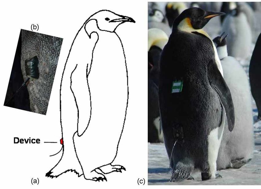 a-Satellite-transmitter-attached-to-the-emperor-penguin-back-feathers-with-b-the