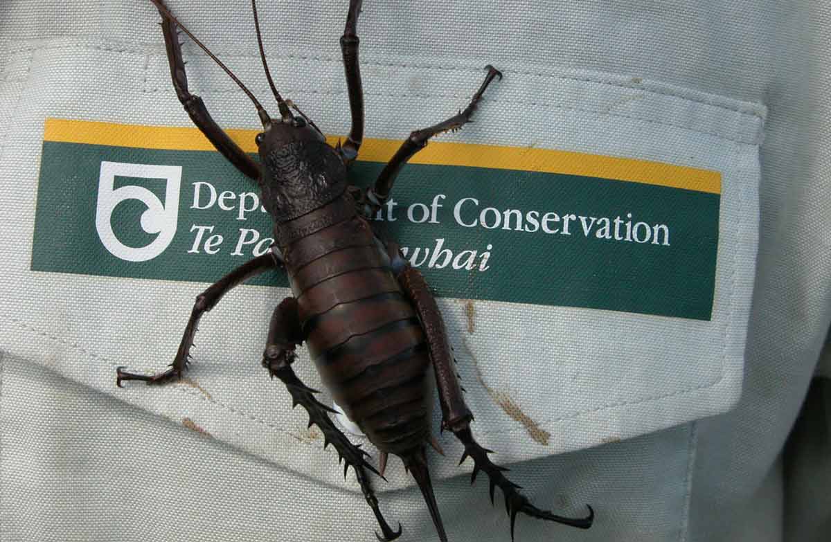 mahoenui-giant-weta-on-staff-1200