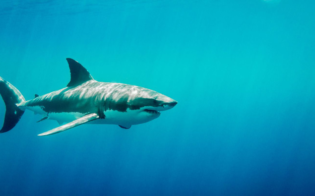 new-zealand-is-recognised-as-one-of-the-worlds-hot-spots-for-white-sharks-according-to-the-department-of-conservation
