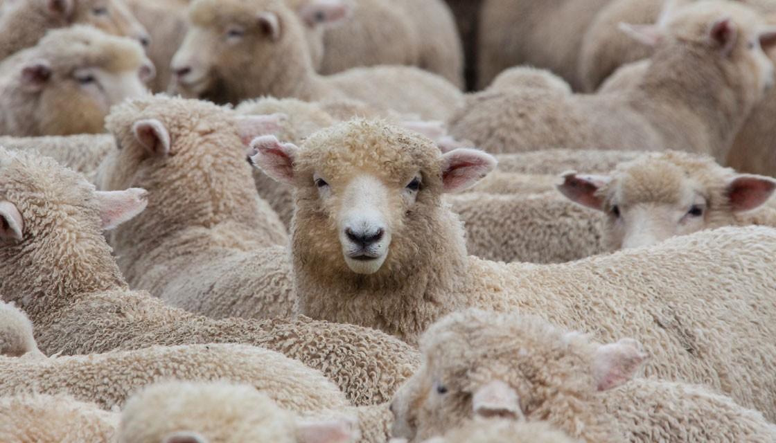 GettyImages-155379357-sheep-1120 GettyImages-155379357-sheep-1120