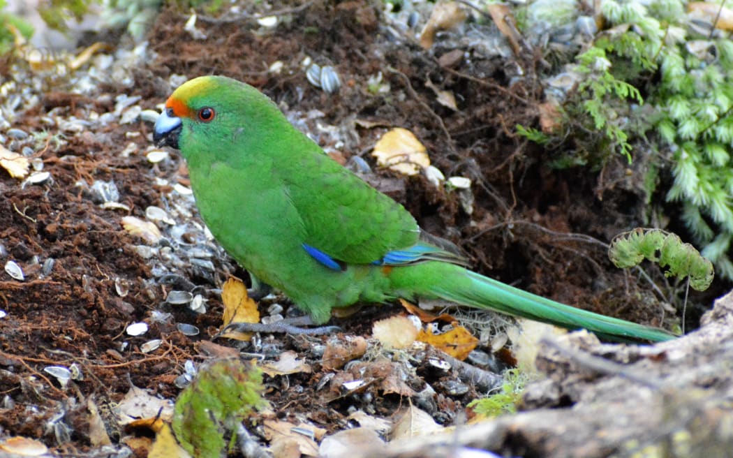 4LS7FPU_A_juvenile_kakariki_karaka_one_of_the_first_to_be_born_in_the_Brook_Waimarama_sanctuary_Photo_Sean_McGrath_JPG